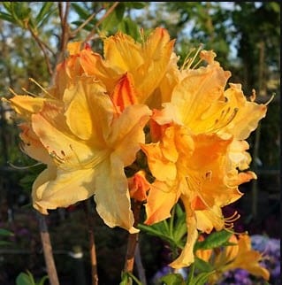 Azalea dec 'Golden Lights' - C. M. Brown Nurseries Inc.