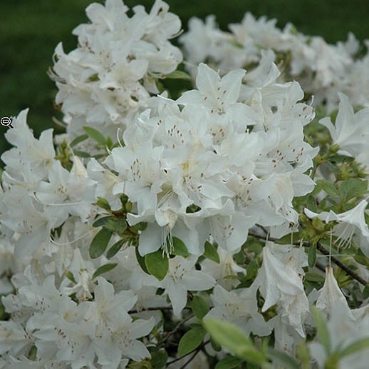 Azalea evg 'Cascade' C. M. Brown Nurseries Inc.