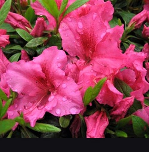 Azalea evg 'Saybrook Glory' C. M. Brown Nurseries Inc.