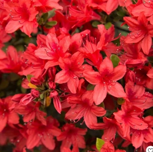 Azalea evg 'Stewartstonian' C. M. Brown Nurseries Inc.