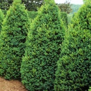 Buxus x 'Green Mountain'