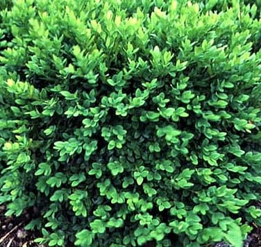 Buxus x 'Windy City' - C. M. Brown Nurseries Inc.