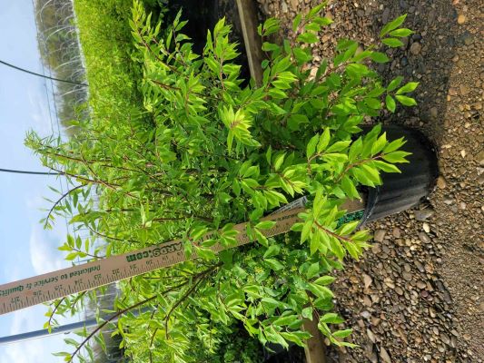 Euonymous a 'Devils Fire' C. M. Brown Nurseries Inc.