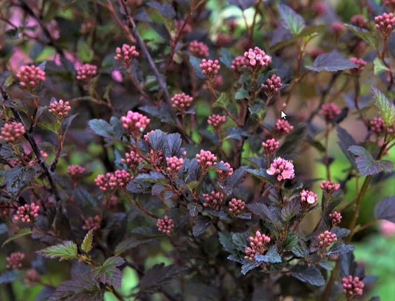 Physocarpus o. 'Donna May' PP22634 /First Edditions® Little Devil™ C