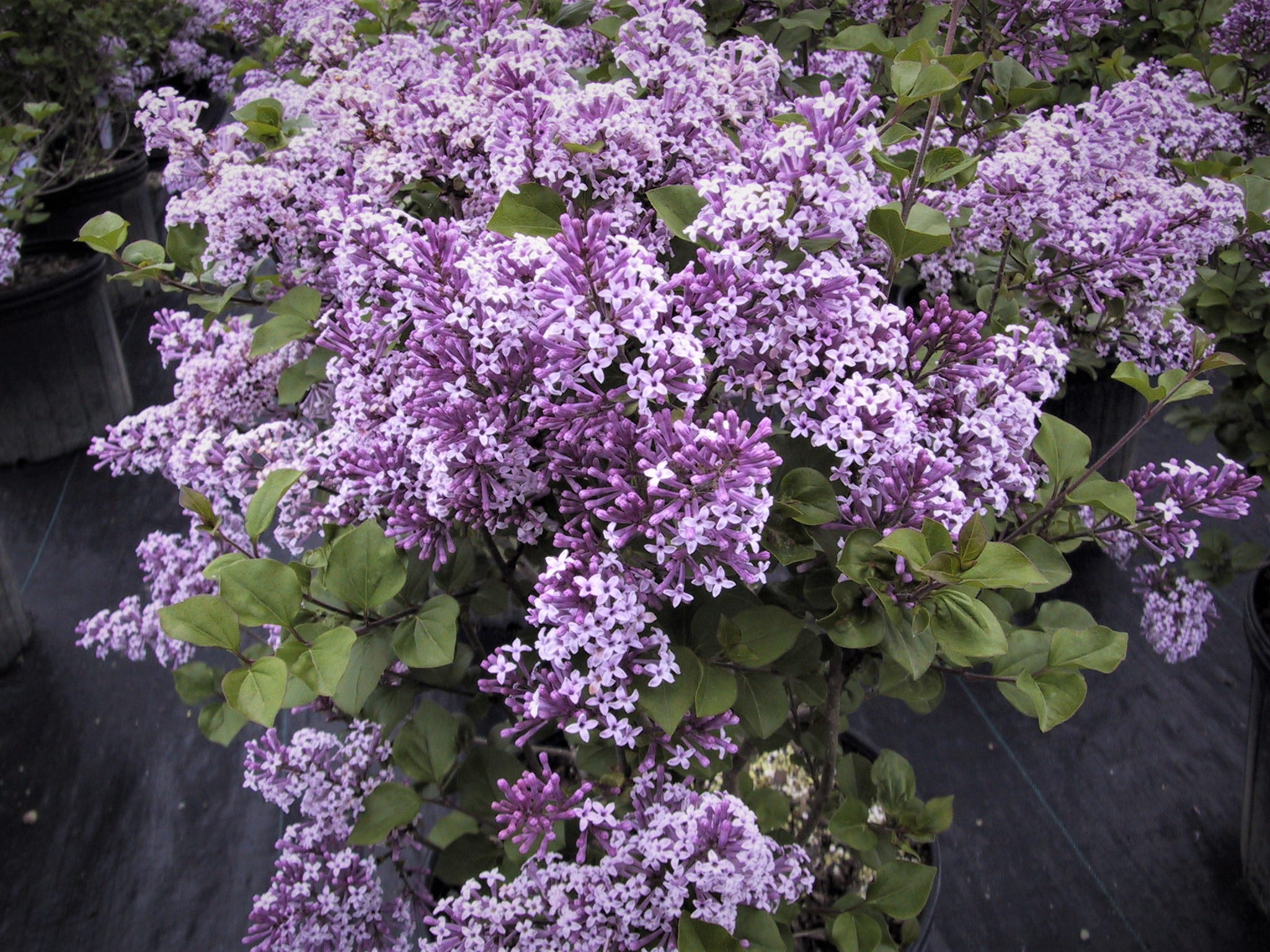 Syringa 'Dwarf Korean' C. M. Brown Nurseries Inc.