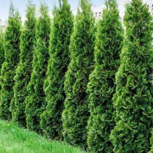 Thuja o 'DeGroots Spire' - C. M. Brown Nurseries Inc.