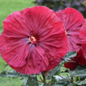 Hibiscus 'Blackberry Merlot'