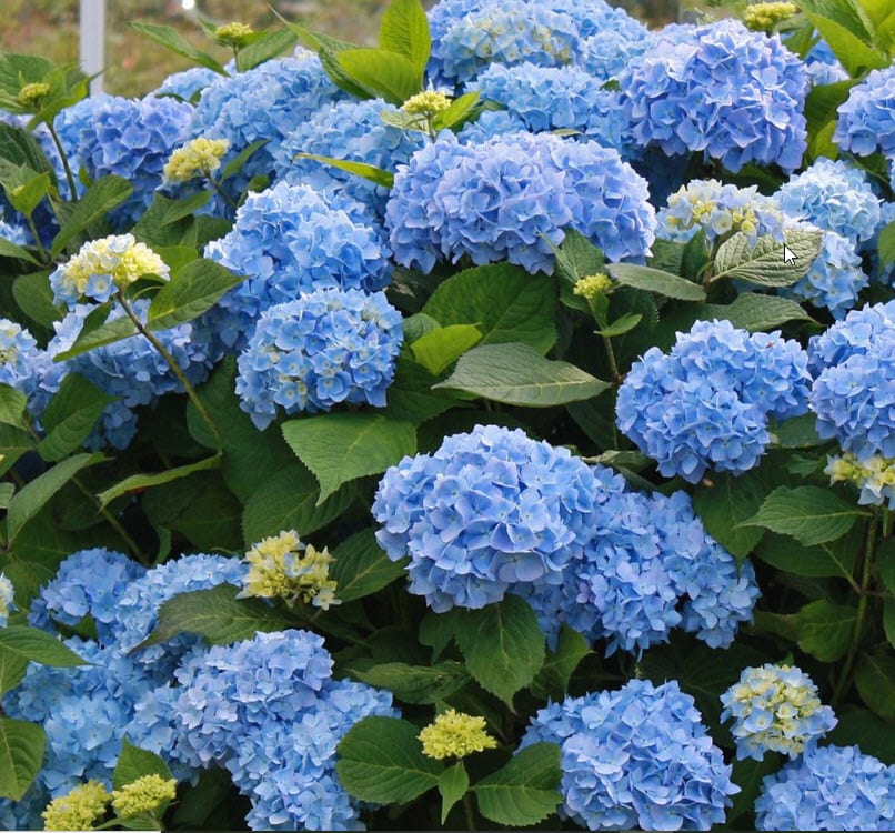 Hydrangea m. 'Bailmer' PP15298 /Endless Summer® The Original Hydrangea ...