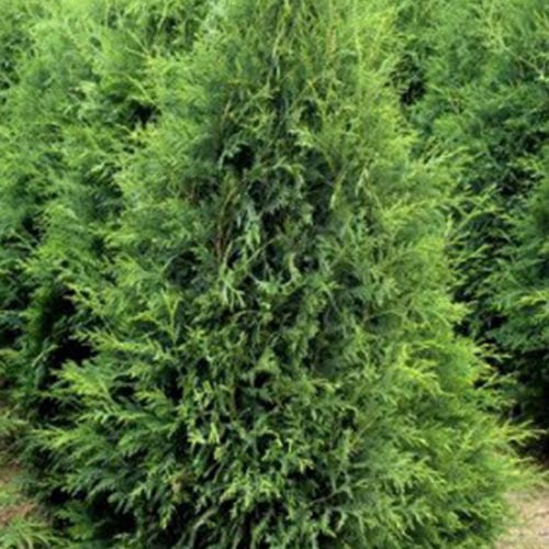 Thuja o 'Techny' - C. M. Brown Nurseries Inc.